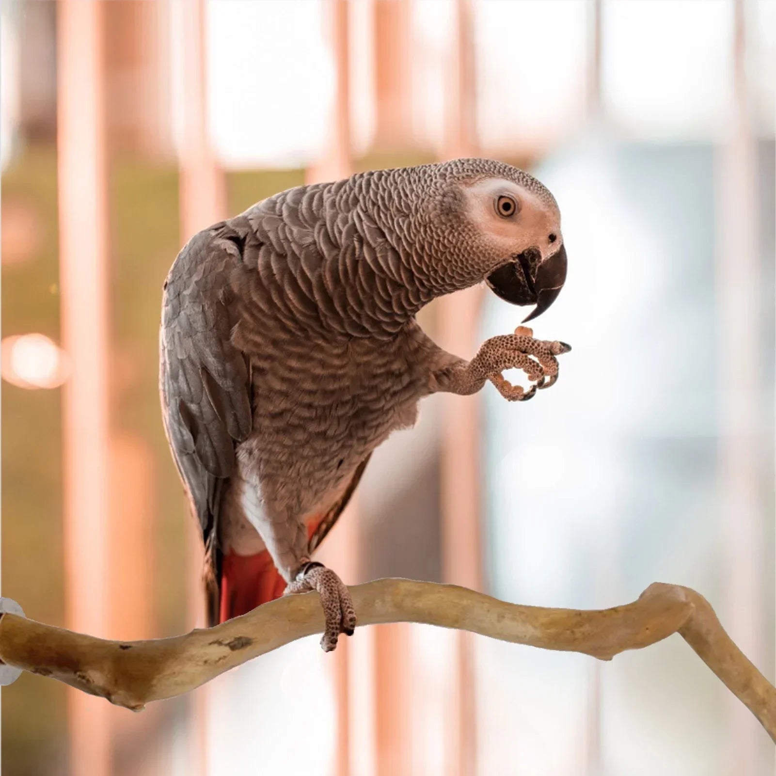 Natural Wooden Parrot Perch – Climb, Rest, & Play!